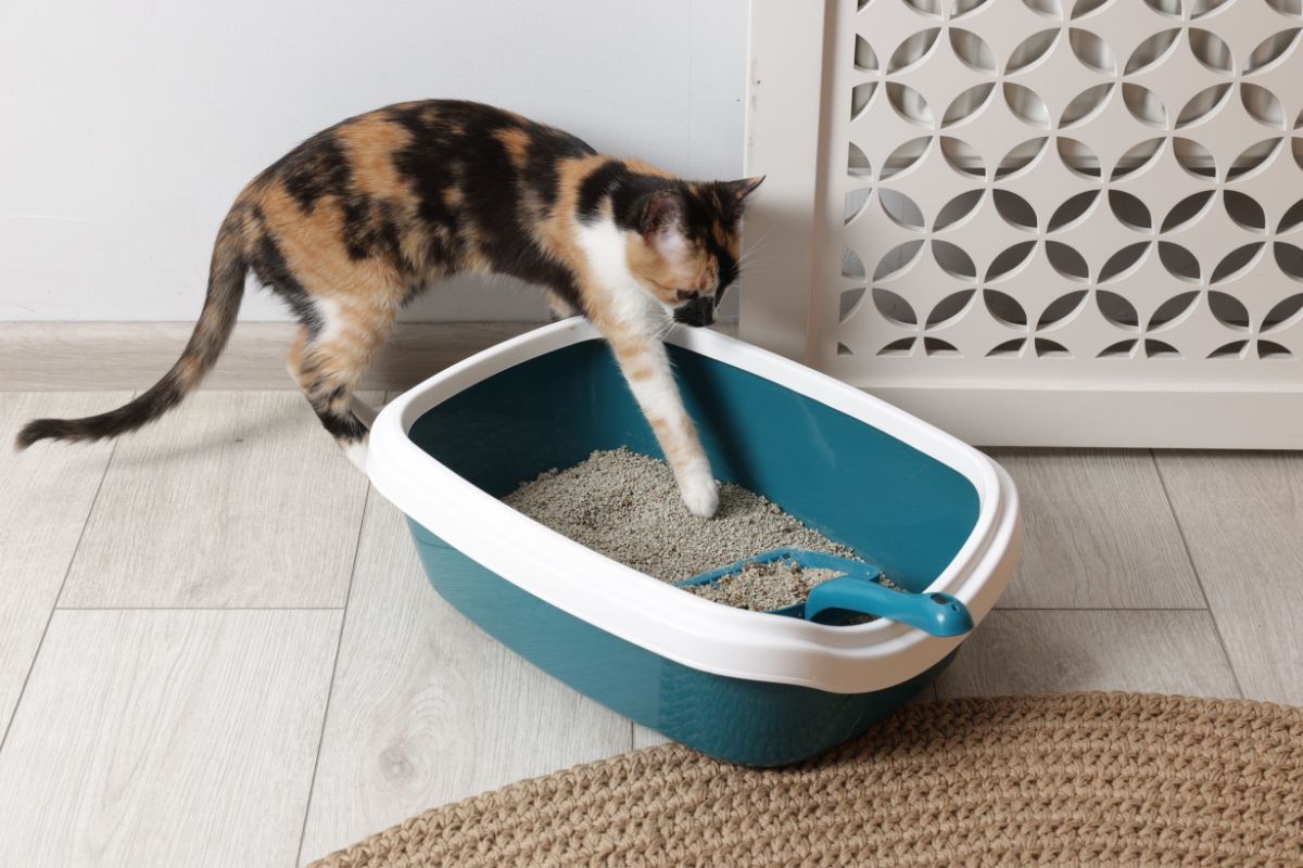 Jak wybrać żwirek i kuwetę dla kota sprawdź poradnik krok po kroku