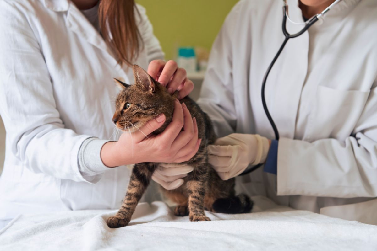 Objawy chorób nerek u kota na każdym etapie niewydolności nerek