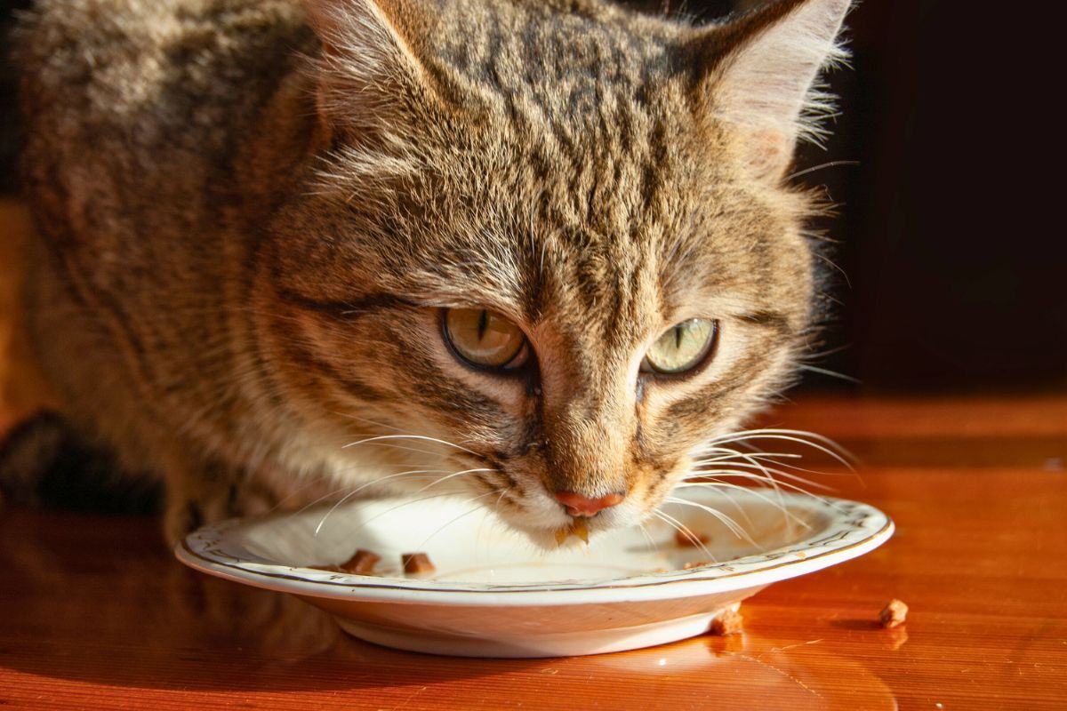 Zakazane produkty dla kota i ich szkodliwy wpływ na zdrowie pupila