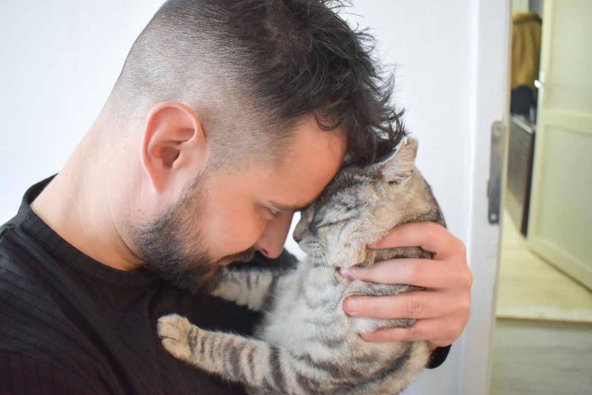 kot przywiązuje się do człowieka, badania naukowe i relacje kota