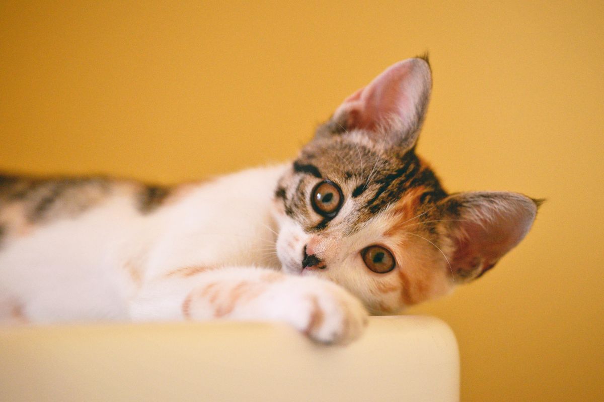 Objawy FIV FeLV i FIP u kotów oraz szczegółowa diagnostyka i leczenie