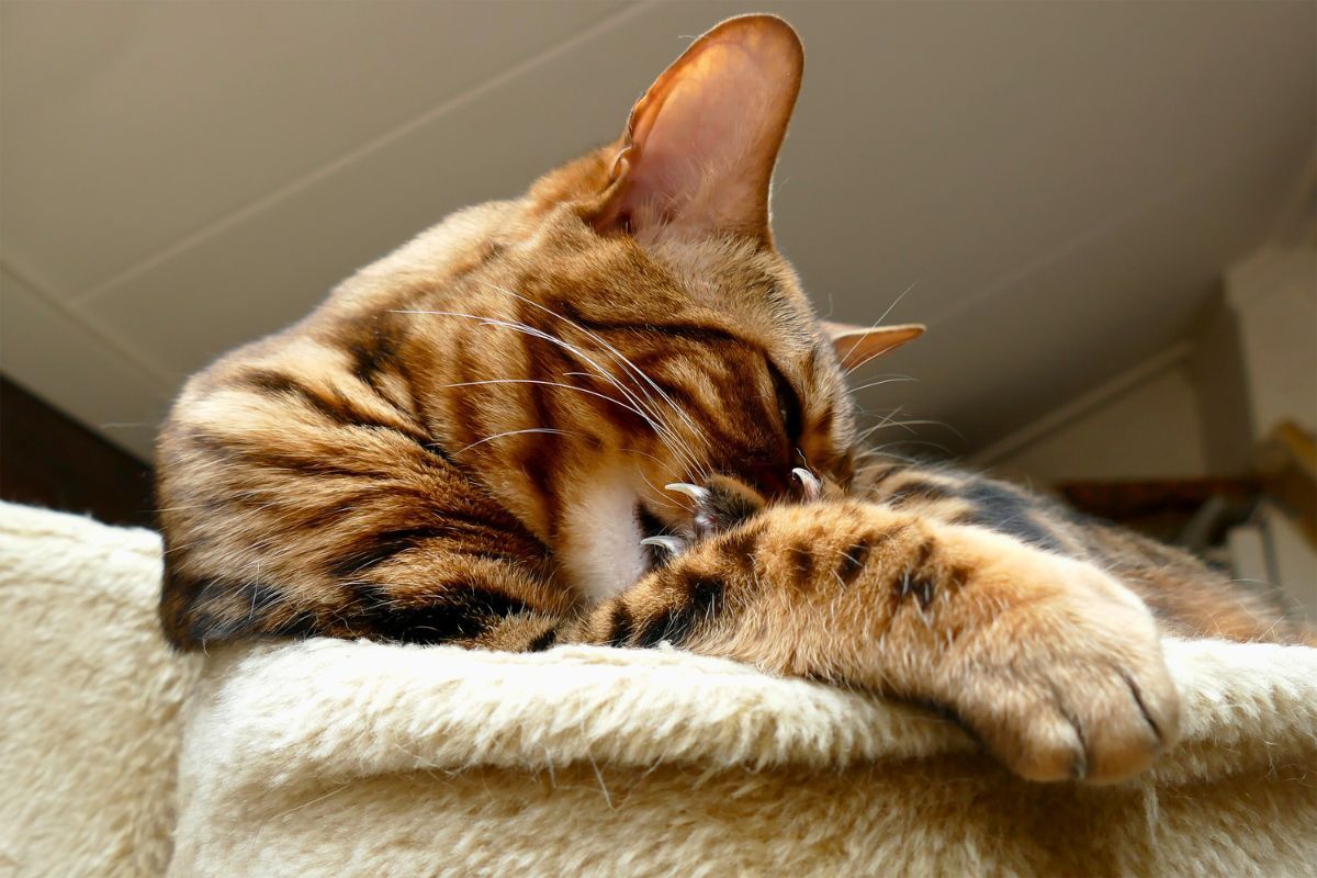 Budowa łap kota domowego ile palców mają koty domowe w codziennym życiu