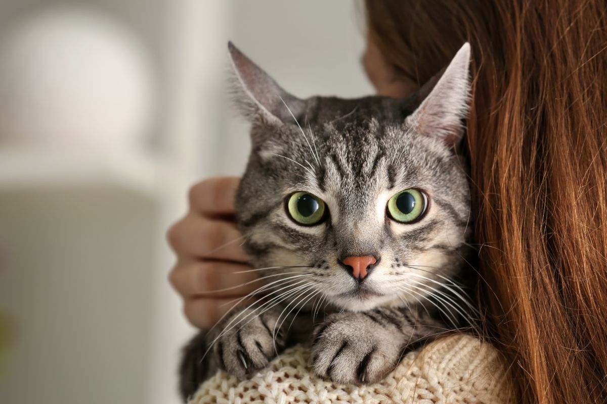 Jakie smaki czują koty i zmysł smaku u kota w diecie