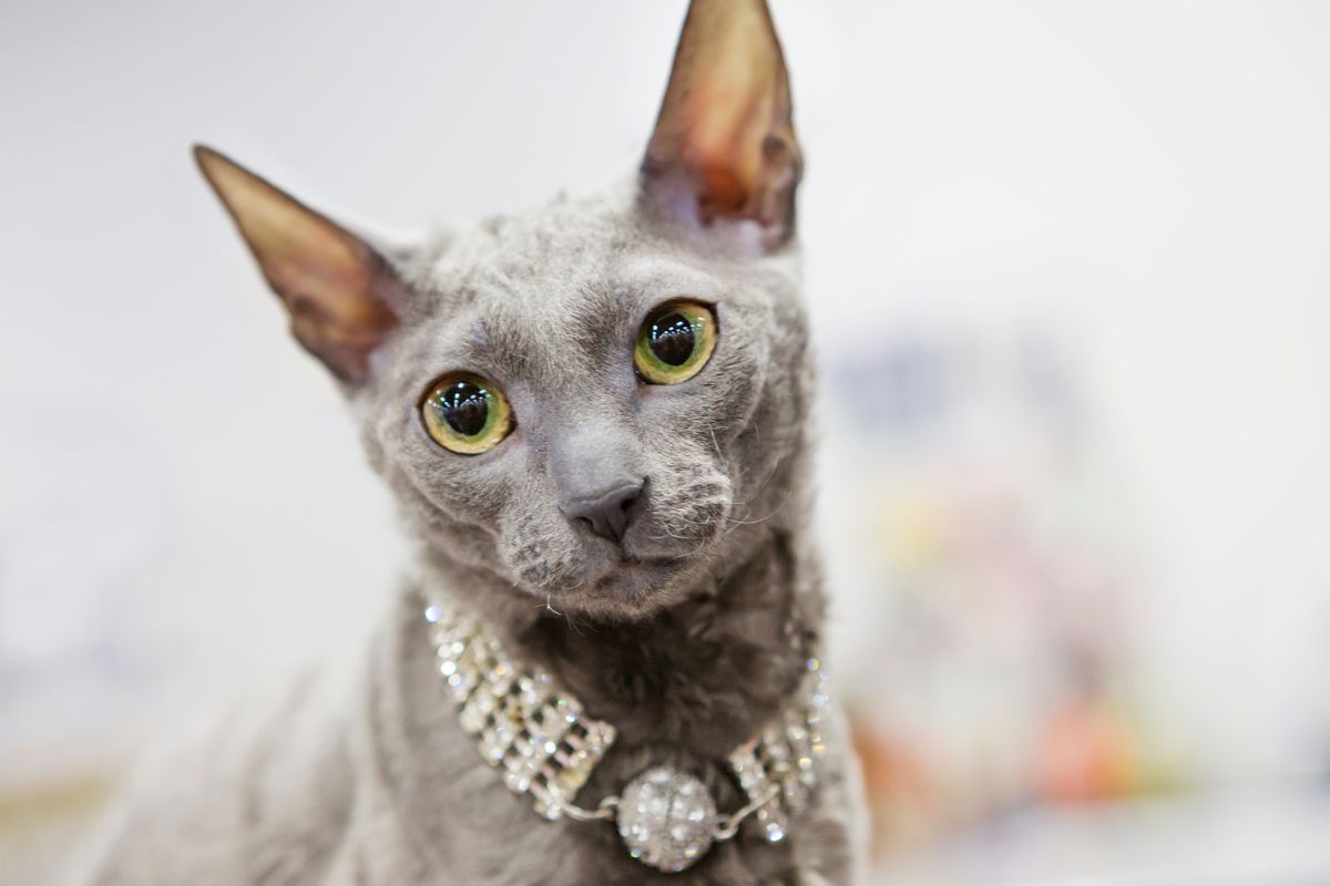 najpopularniejsze rasy kotów w polsce przewodnik po rasach kotów i cechach