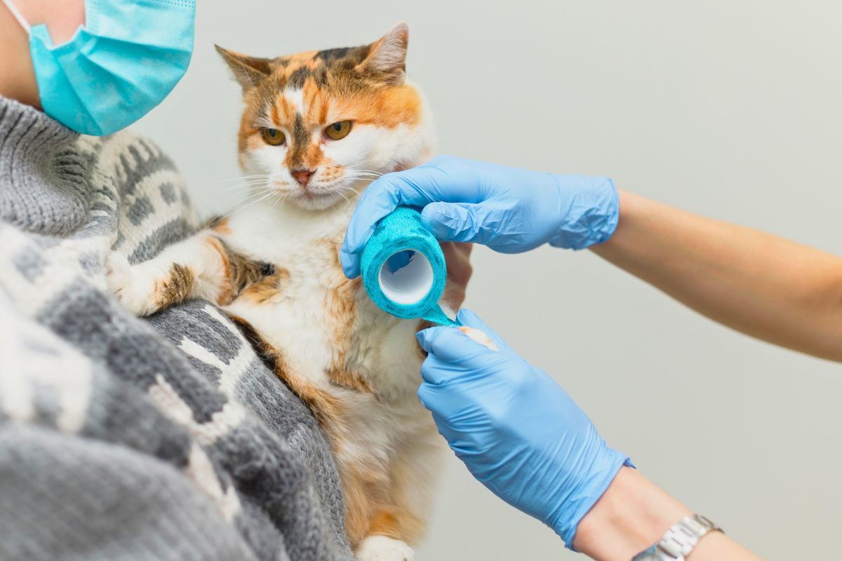 Apteczka dla kota zawartość i pierwsza pomoc dla zdrowia kota