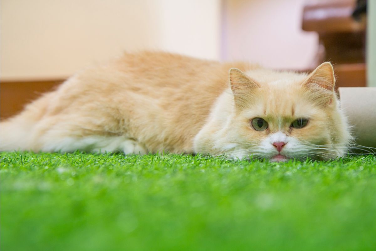 Opieka nad kotką w ciąży i poród kotki w praktycznym poradniku
