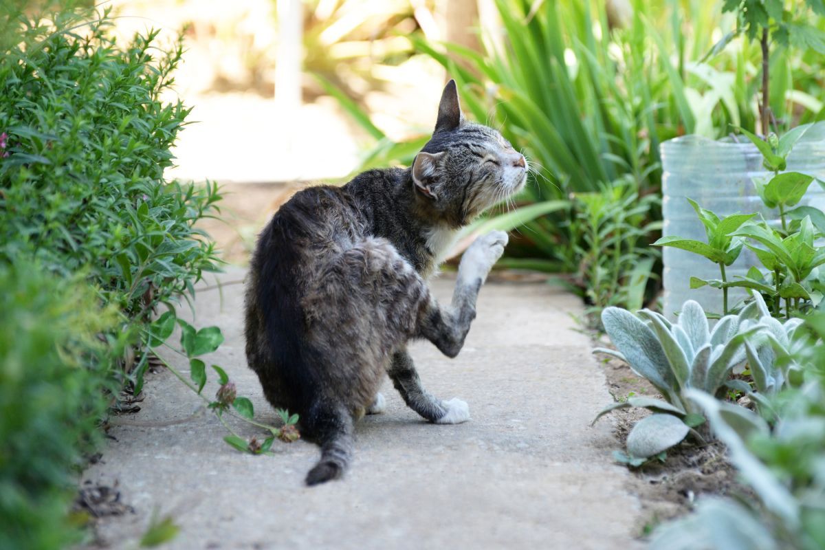 Pchły i kleszcze u kota – skuteczne metody walki i profilaktyki