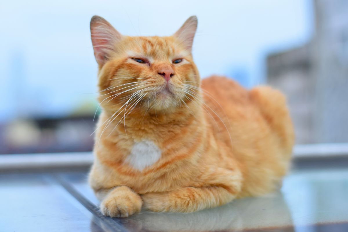 Rude koty genetyka i ciekawostki dlaczego większość to samce