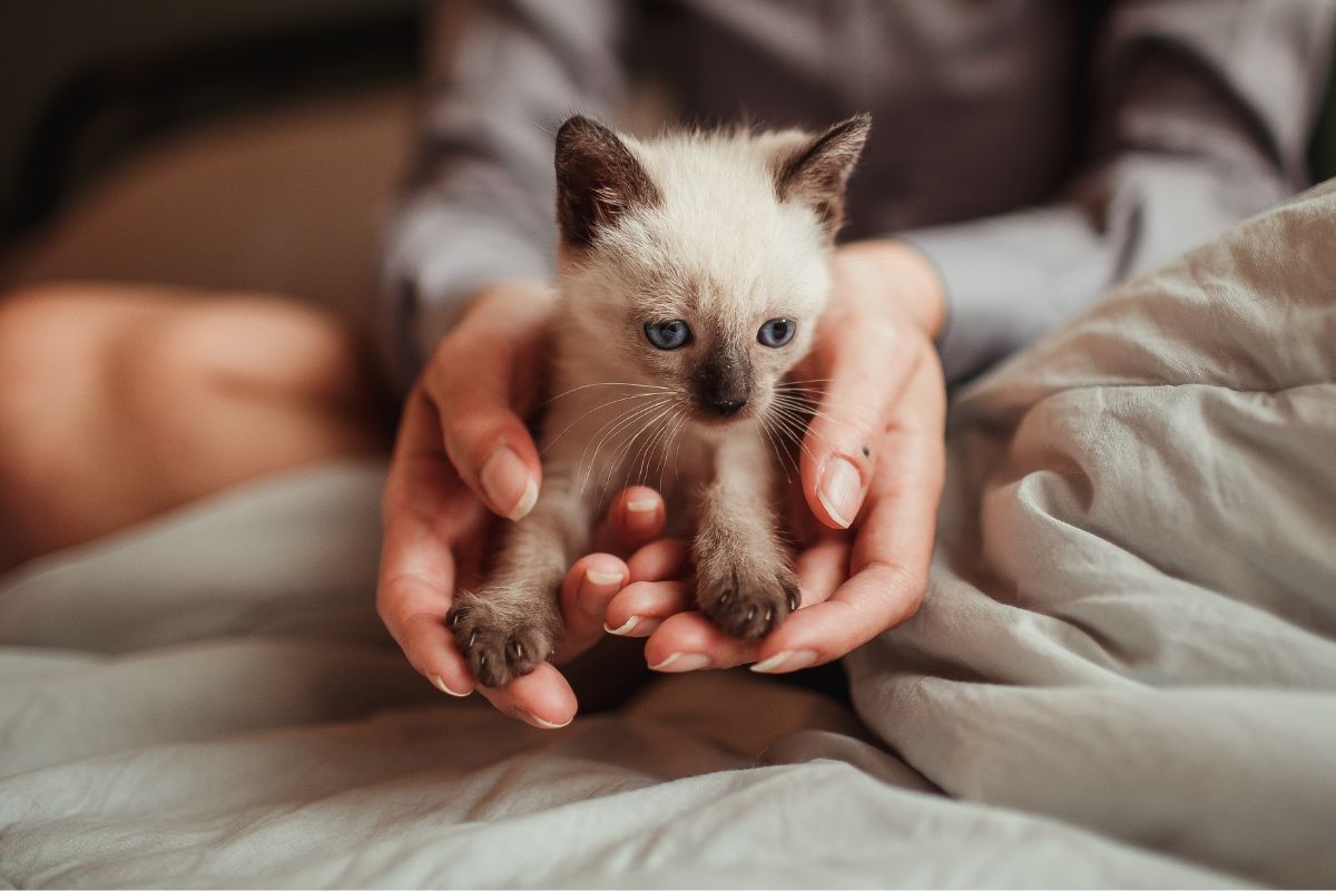 Ubezpieczenie kota – wszystko o polisie ubezpieczeniowej kota w Polsce