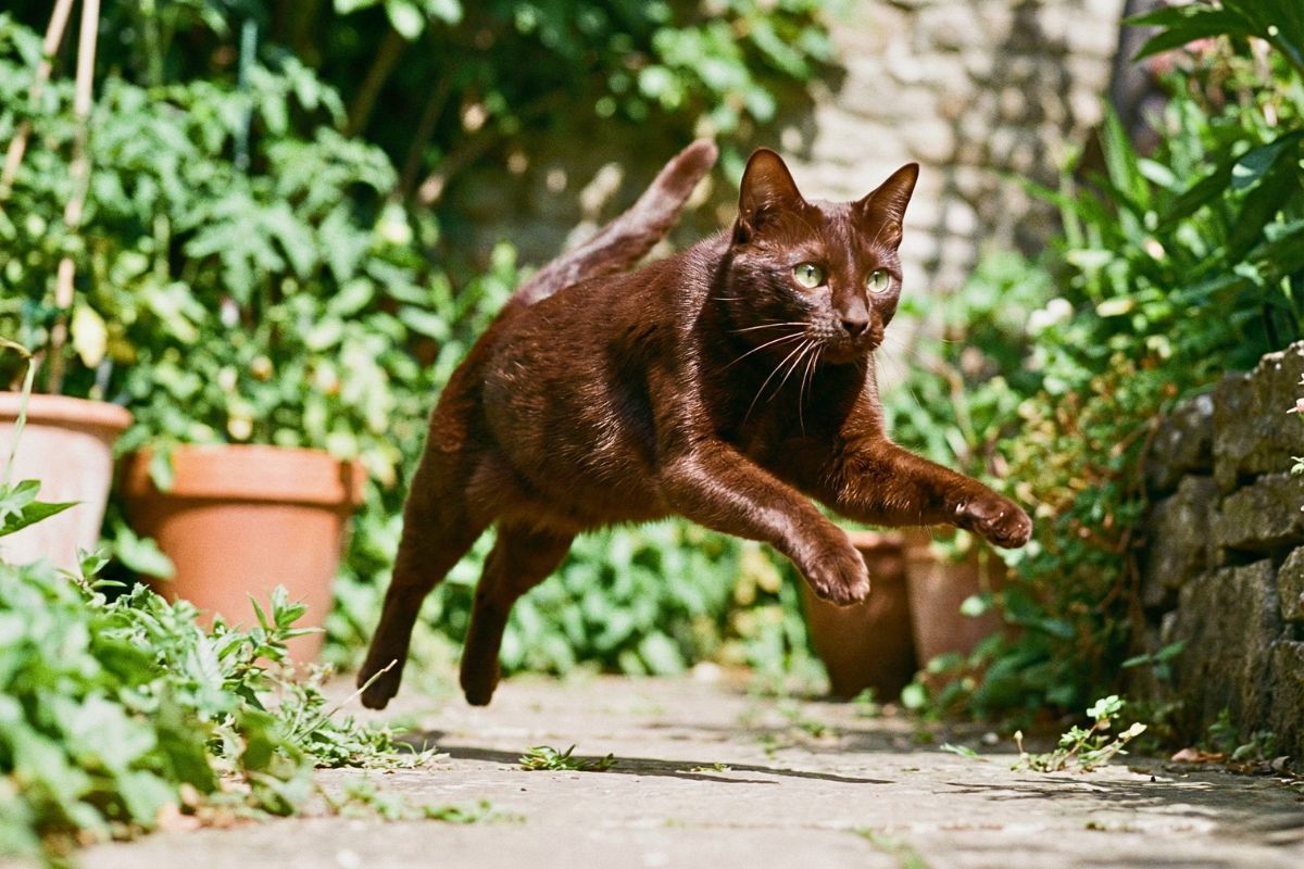 Kot Havana Brown opis rasy, charakter i pielęgnacja kota hawańskiego